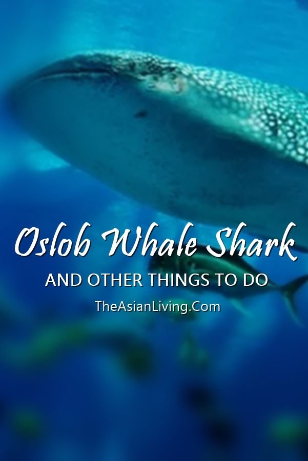 Oslob Whale Shark | Cebu