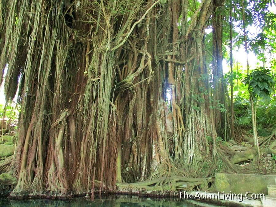 Oldest Baliti Tree