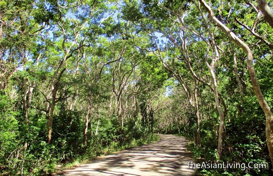 Salagdoong Forest Reserve