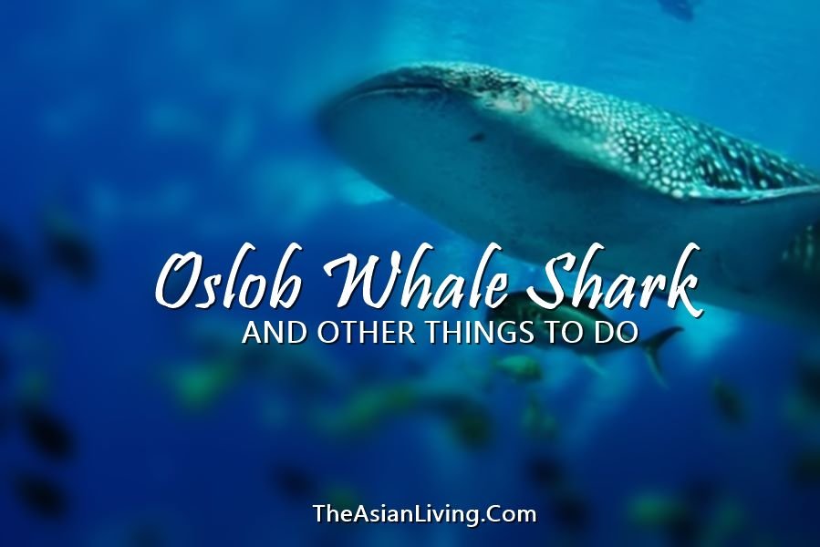 Oslob Whale Shark | Cebu
